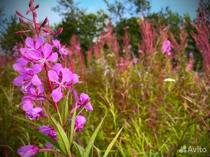 Иван-чай 1 килограмм 2023 вкуснющий, экочай