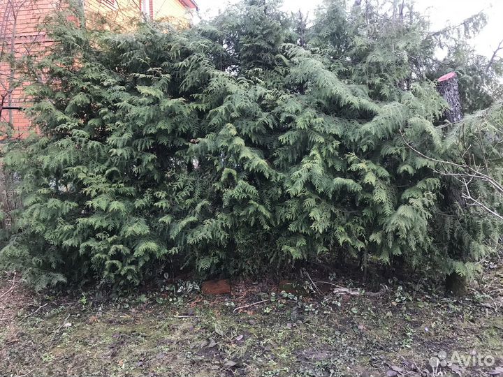 Туи Брабант для живой изгороди 15 штук