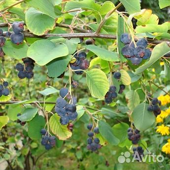 Саженцы ирга Ольхолистая