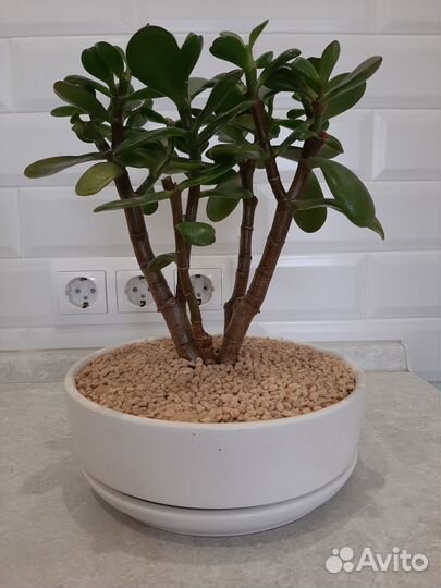 Бонсай из Крассулы