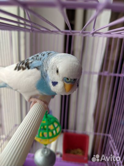 Волнистый попугай ручной