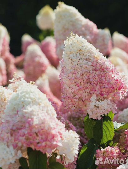 Гортензия метельчатая Строуберри блоссом 1 шт (гор