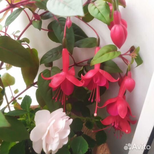 Плющ, Фуксия, Пеларгонии