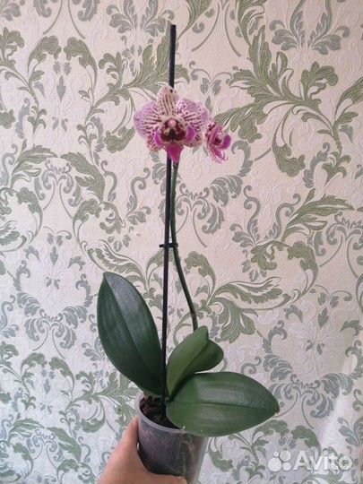 Фаленопсис биглип