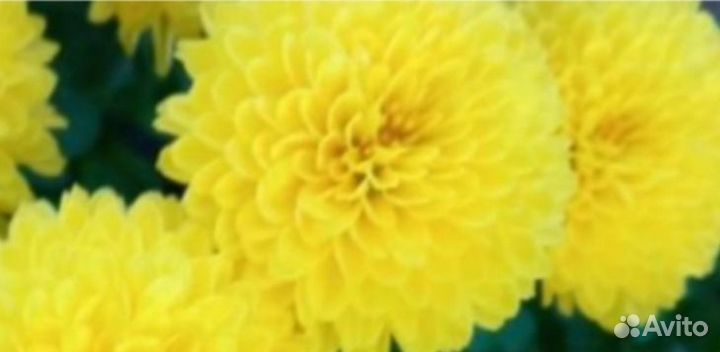 Хризантема корейская ярко-жёлтые