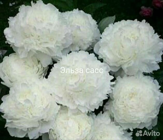 Пион Эльза Сасс