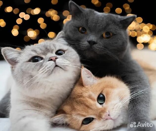 Картина по номерам