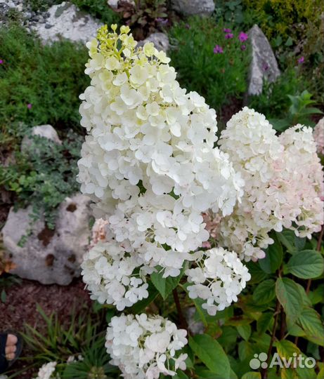 Гортензии метельчатые с доставкой
