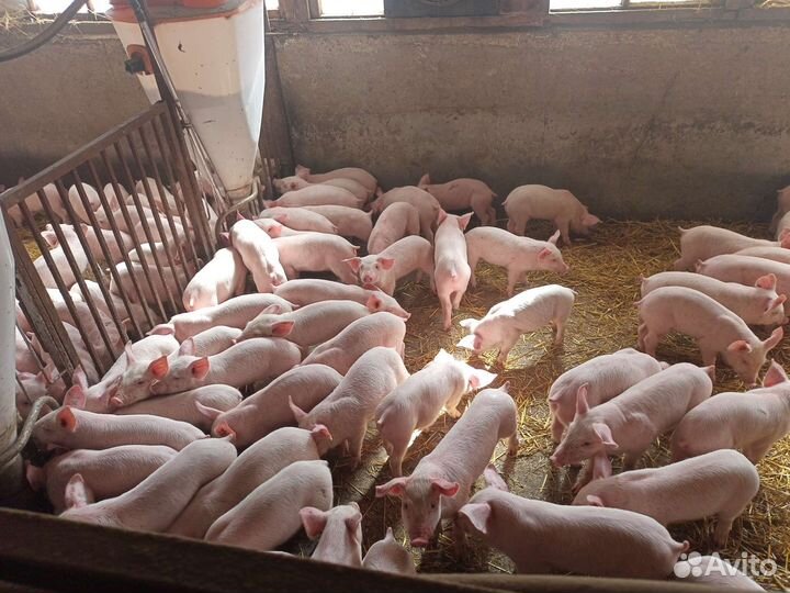 Поросята