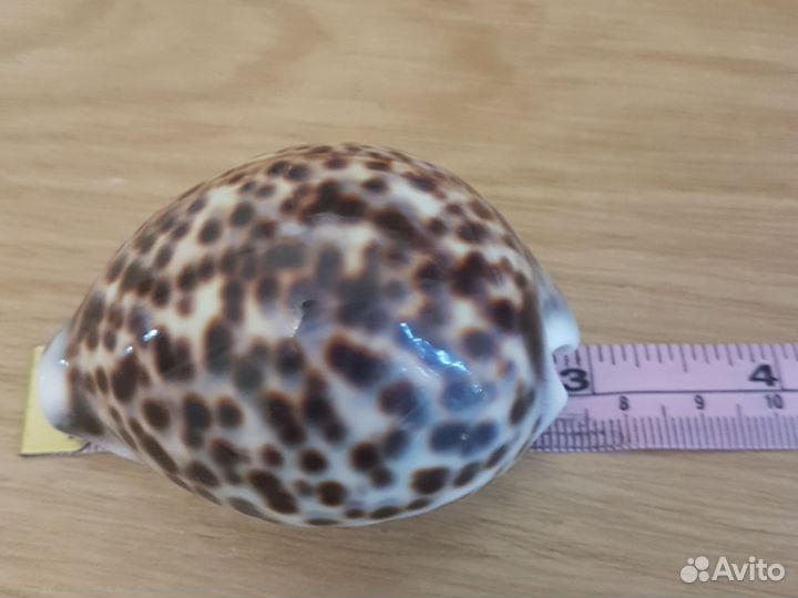 Морские ракушки раковины