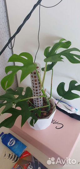 Монстера минима рафидофора тетрасперма