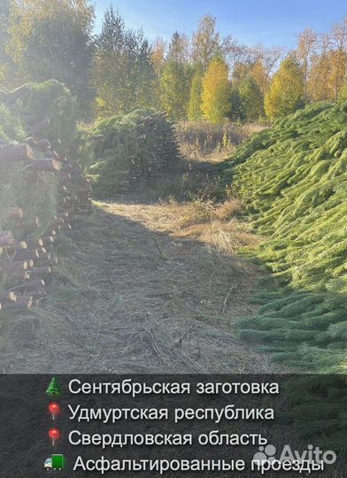 Елка сентябрьская рождественская оптом