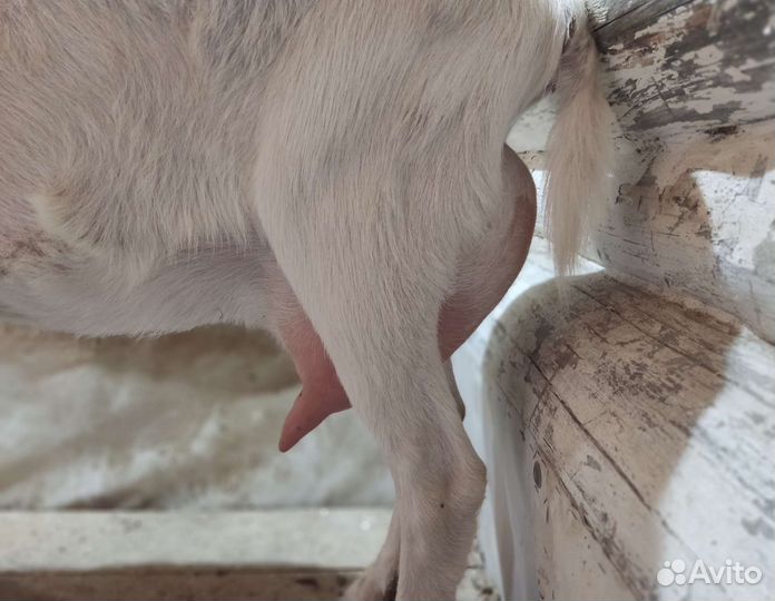 Чистопородные зааненские козочки