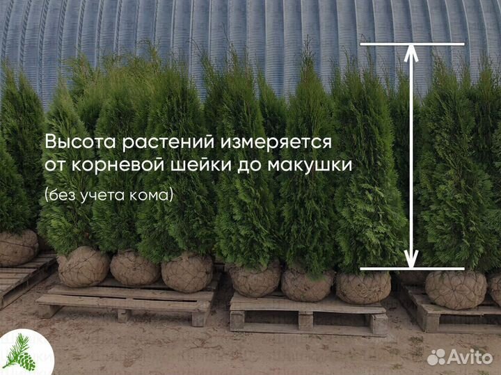 Туя Смарагд 150см - от 15 штук. Доставка