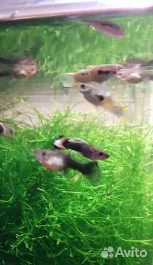 Мох и гуппи и вишнёвые креветки