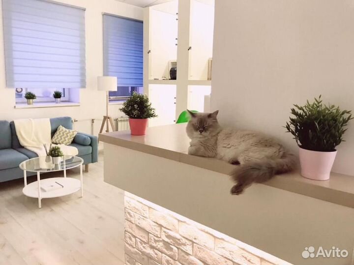 Гостиница для кошек