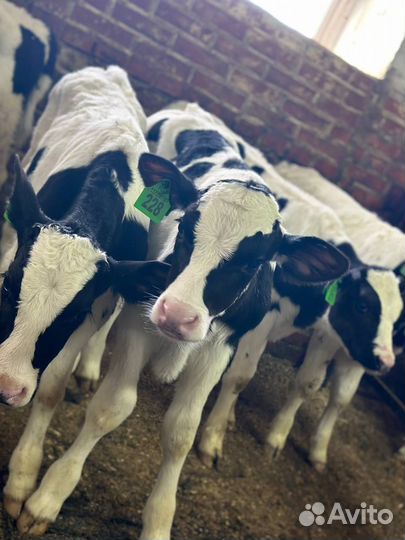 Телята бычки