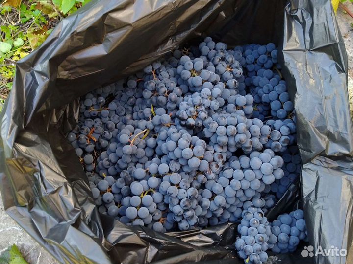 Виноград изабелла