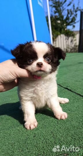 Девочка чихуахуа дш