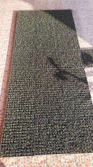 Рассада туи смаракт