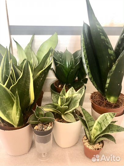 Сансевиерия Сильвер Флейм, Ханни,Муншайн и др