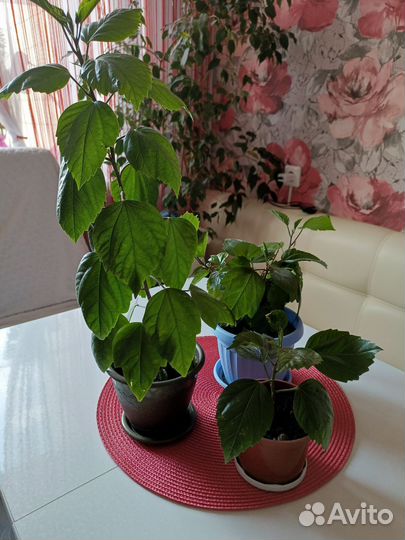 Комнатные цветы