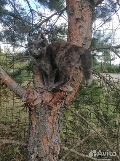 Отдам в хорошие руки