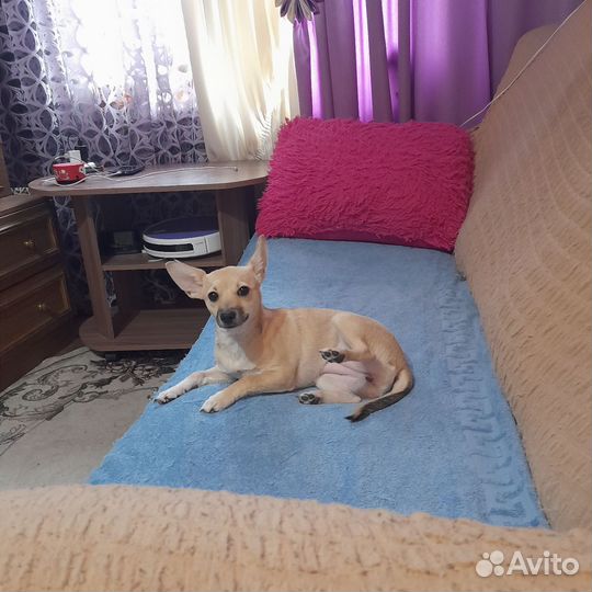 Собака полупородистая