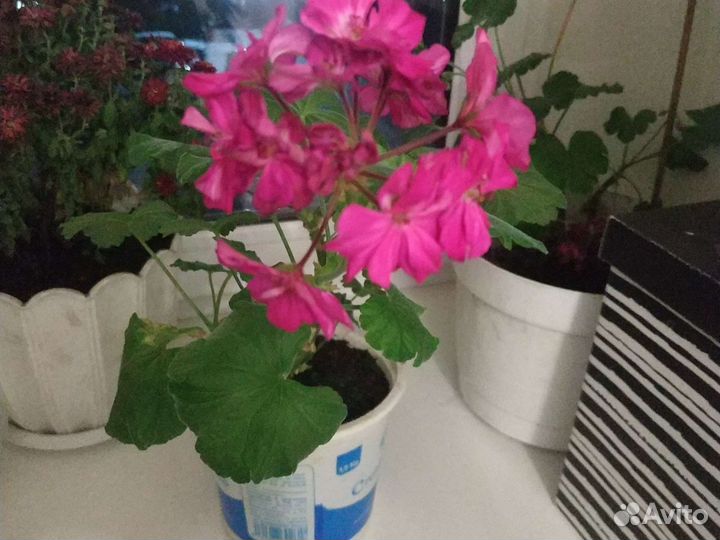 Герань пеларгония королевская