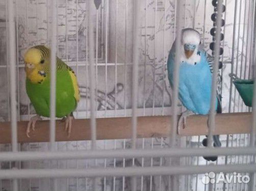 Волнистые попугайчики +большая клетка