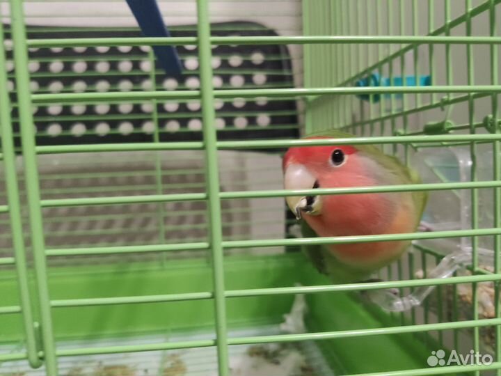 Продаю попугая