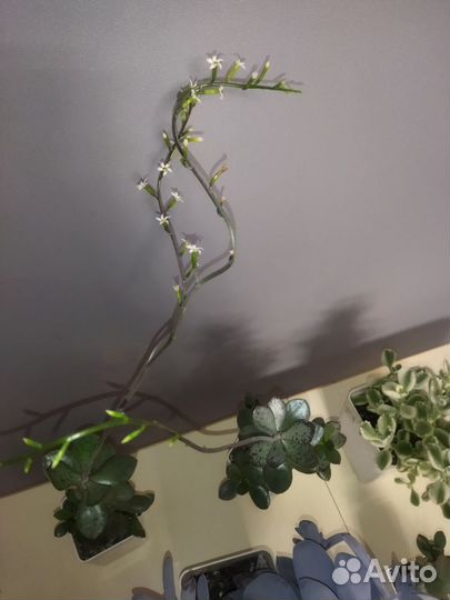 Суккуленты Адромискус Анакампсерос Граптопеталум