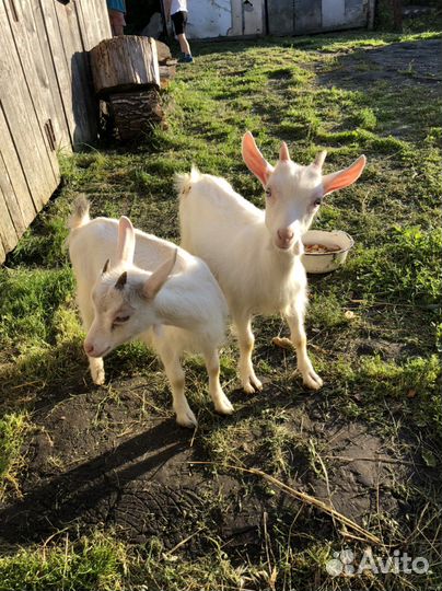 Козлята