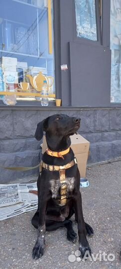 Собака невероятная