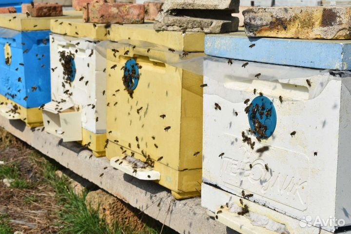Продам пчел