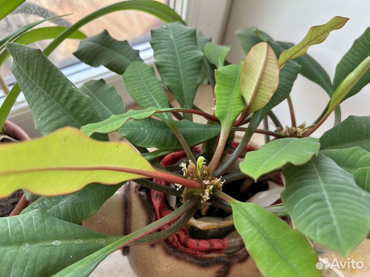 Молочай беложильчатый