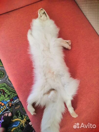 Шкурка песца