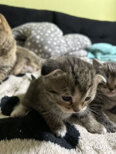 Шотландская