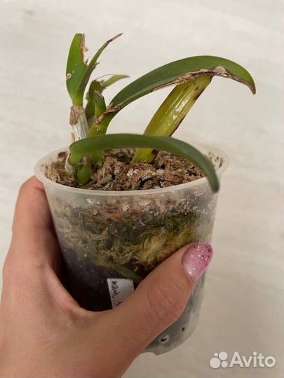 Орхидея каттлея (Cattleya) - tzeng WEN beauty