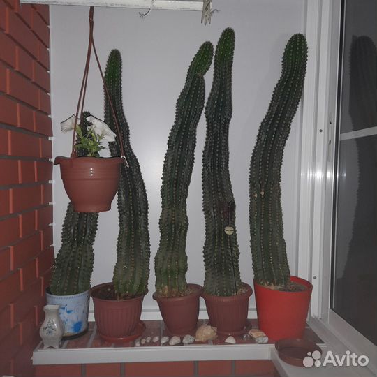 Большой кактус