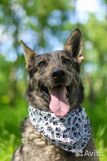 Собака-мечта из приюта