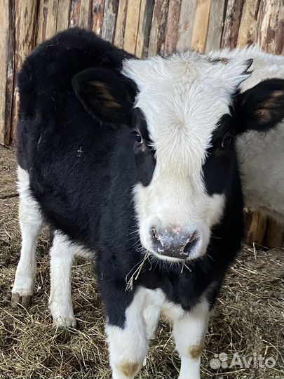 Теленок 6 месяцев