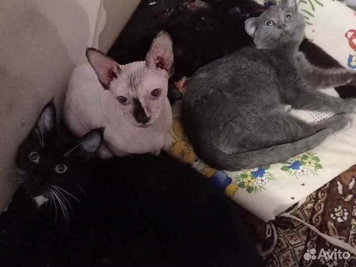 Кошки