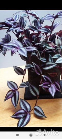 Традиция зебрина