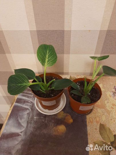 Филодендрон Биркин