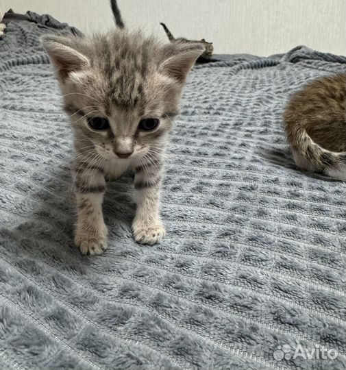 Отдам котят в добрые руки