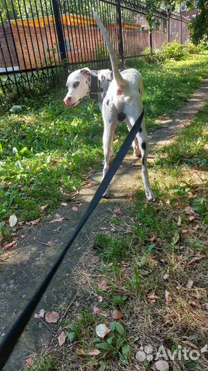 Выгул, зооняня, уход, присмотр