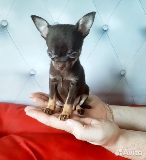 Мальчик Чихуахуа