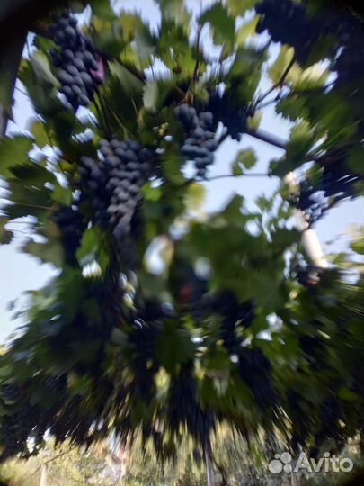 Виноград.Молдова на вино