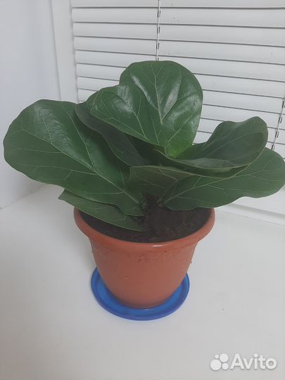 Фикус лирата бамбино